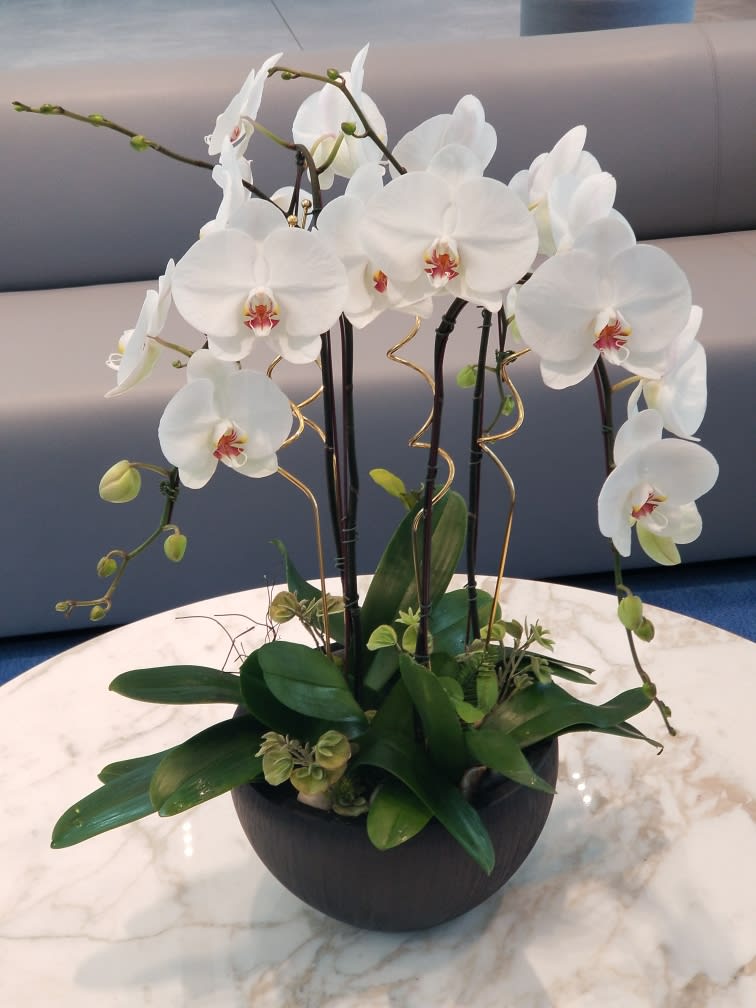 White orchid arrangement in a black bowl planter