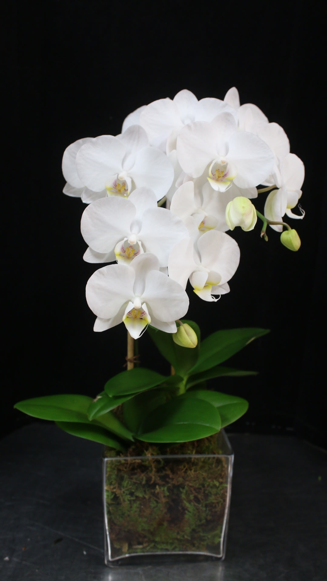 White orchid plant in a square glass vase