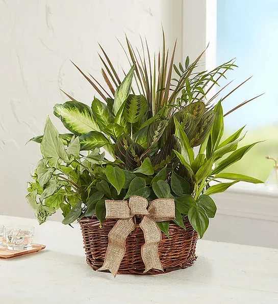 Mixed green houseplants in a wicker basket with a burlap bow