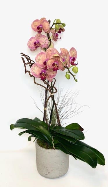 Potted pink orchid arrangement in a white container