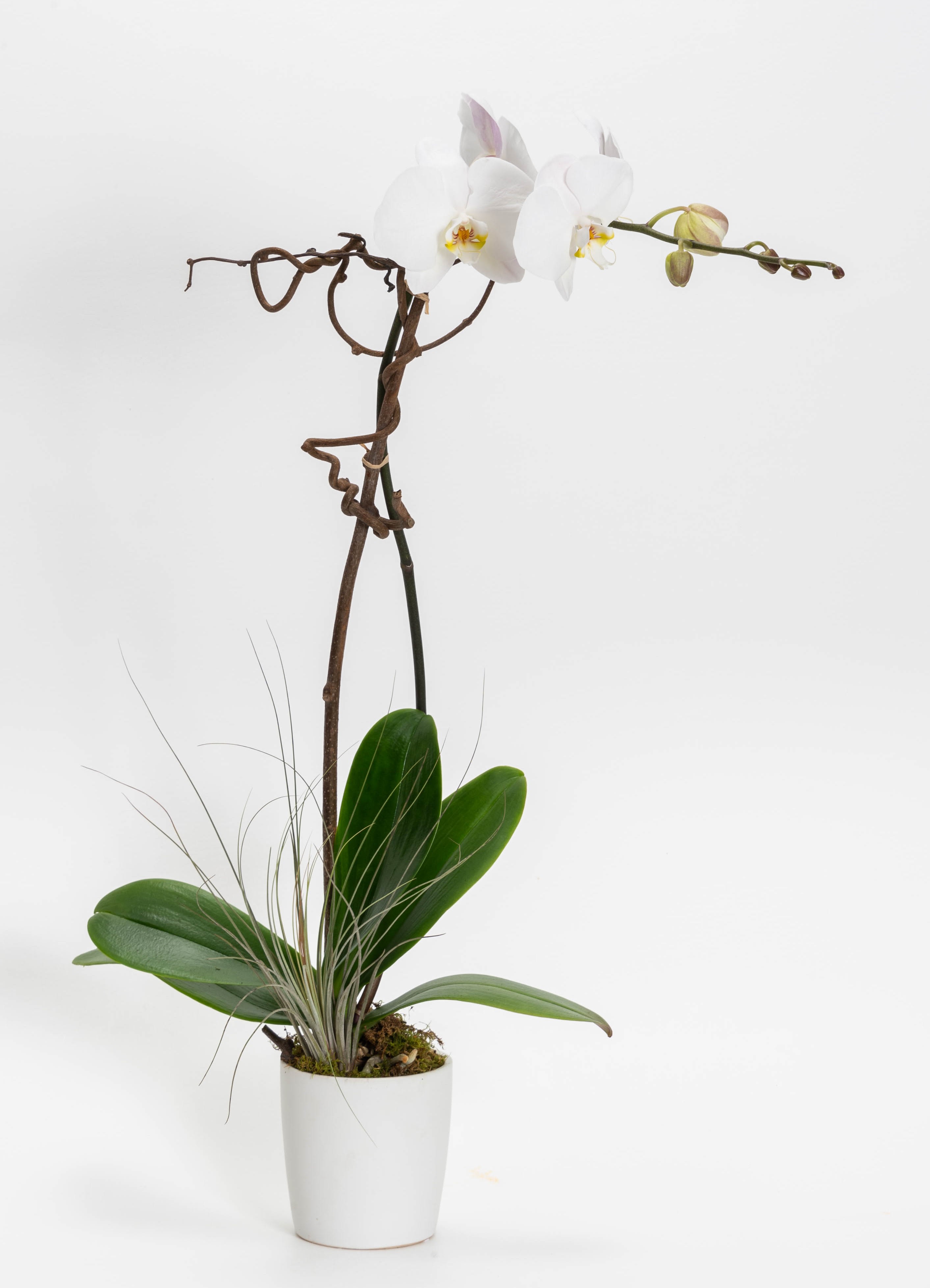 White orchid plant in a white pot with a tall stem