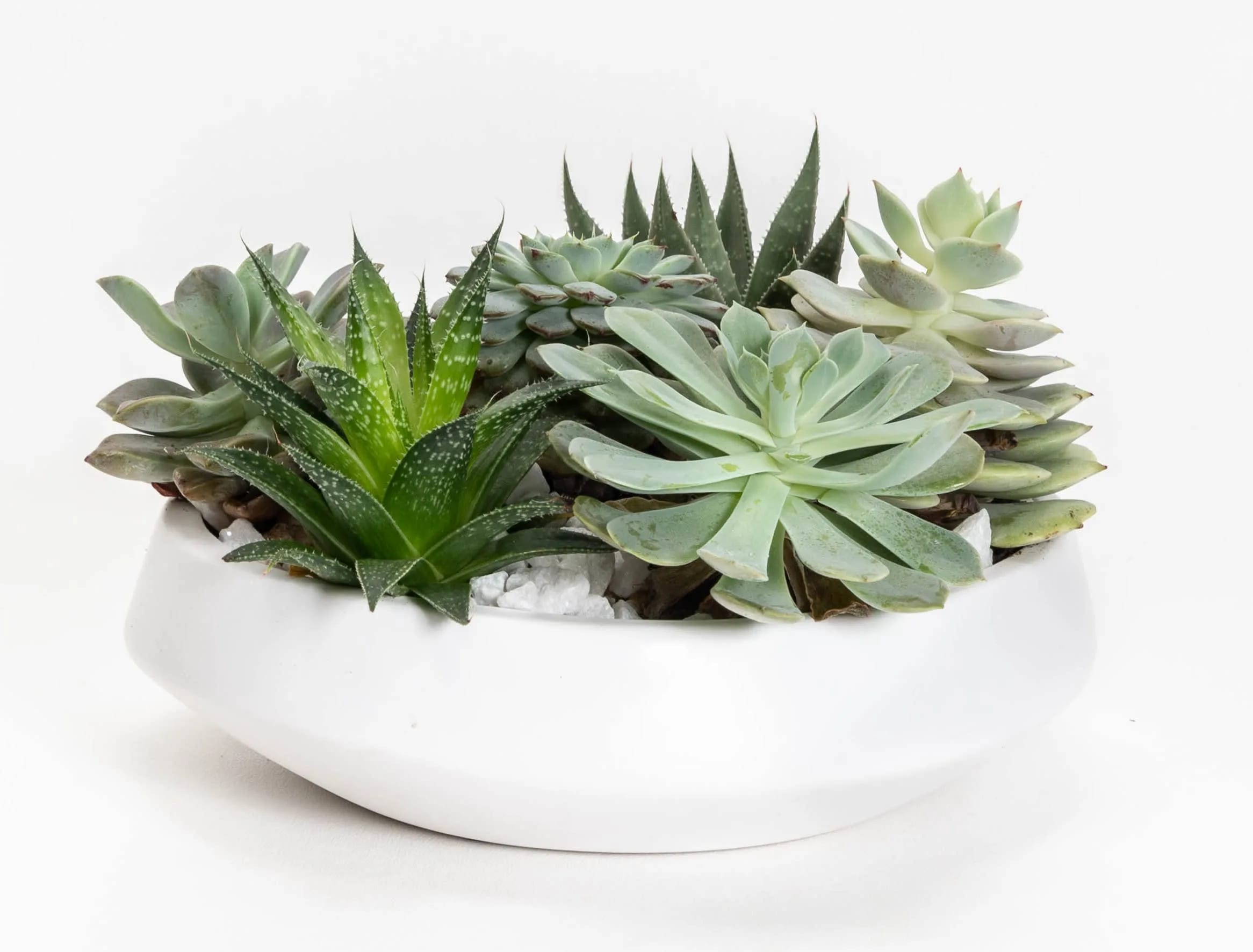 Succulent arrangement in a white oval planter