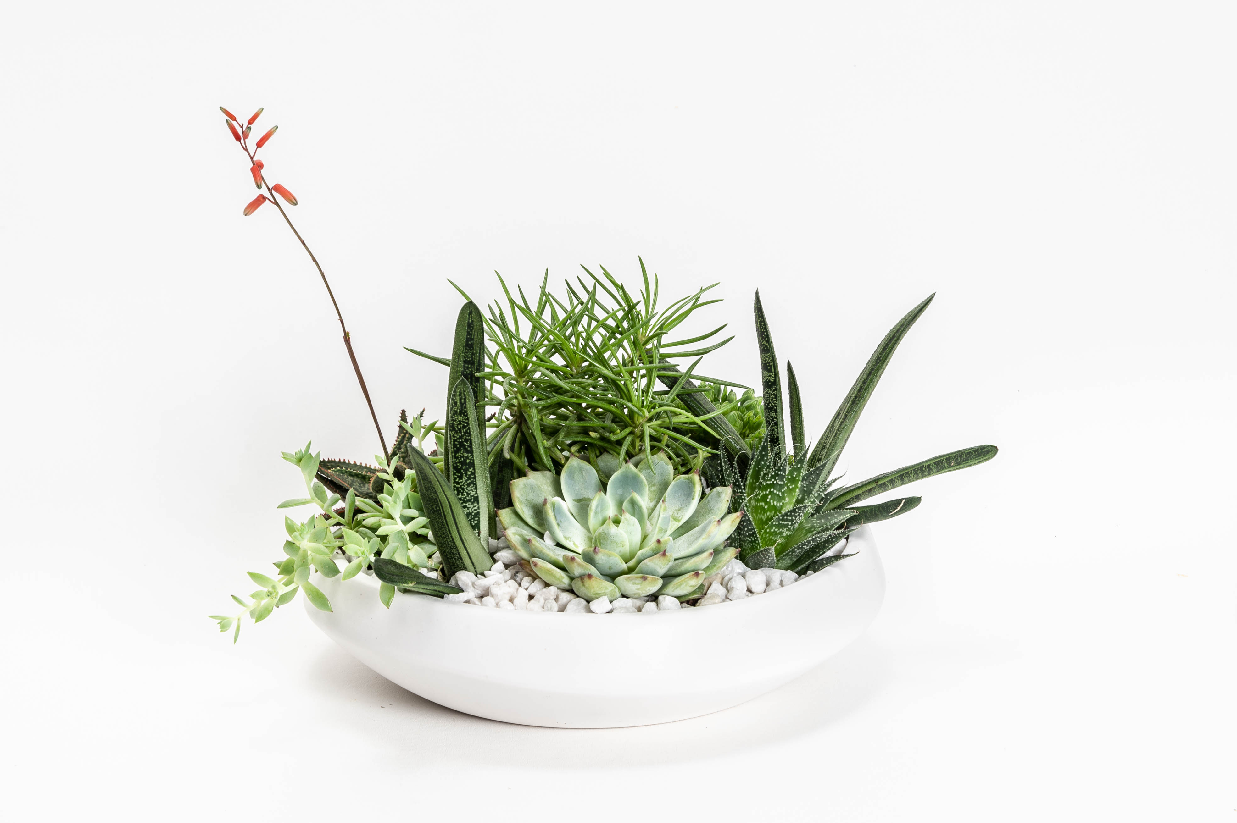 Succulent arrangement in a white bowl with a single orange bloom