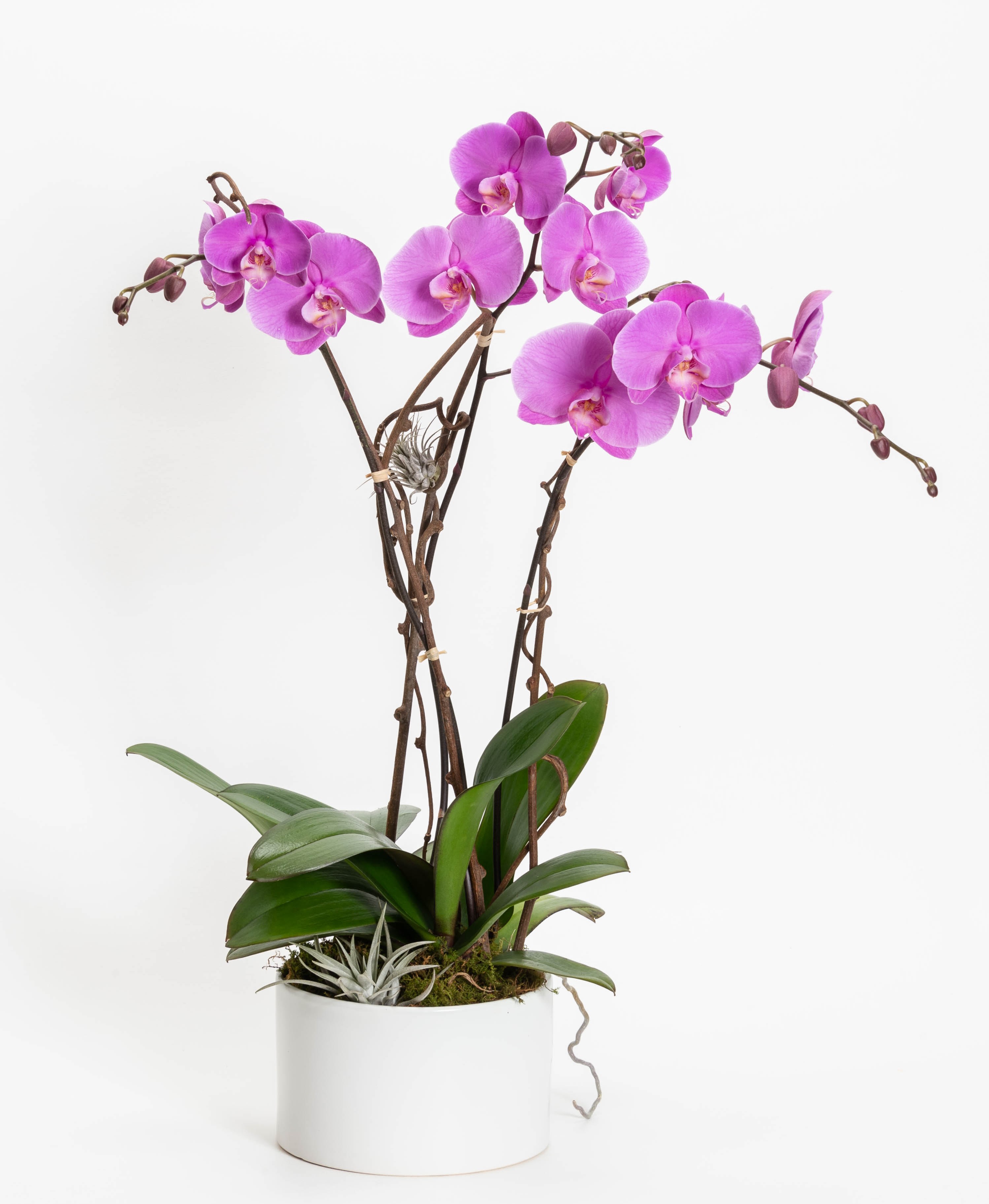 Pink orchids in a white pot with broad green leaves