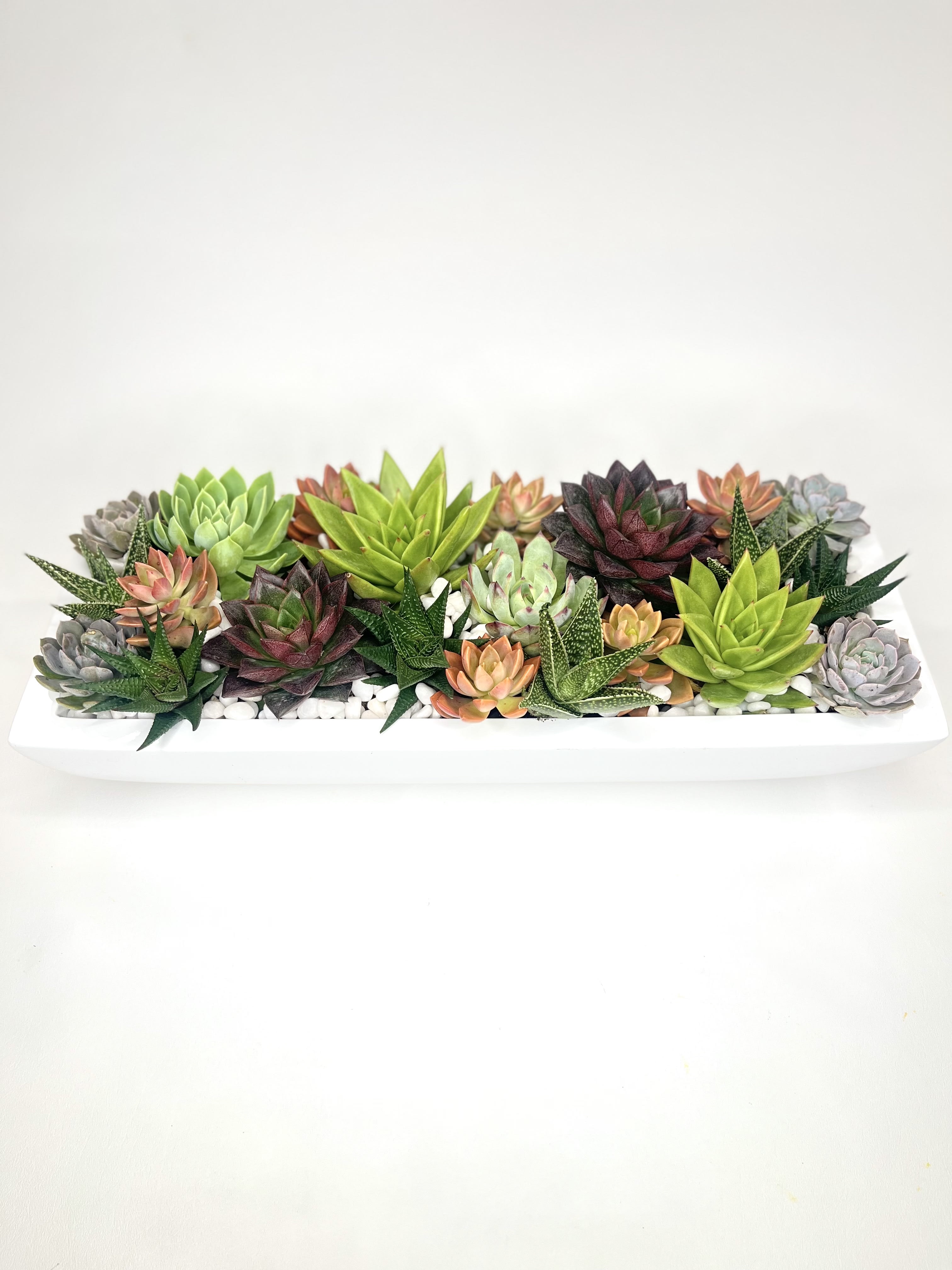 Rectangular planter filled with assorted succulents in green, purple, and peach tones