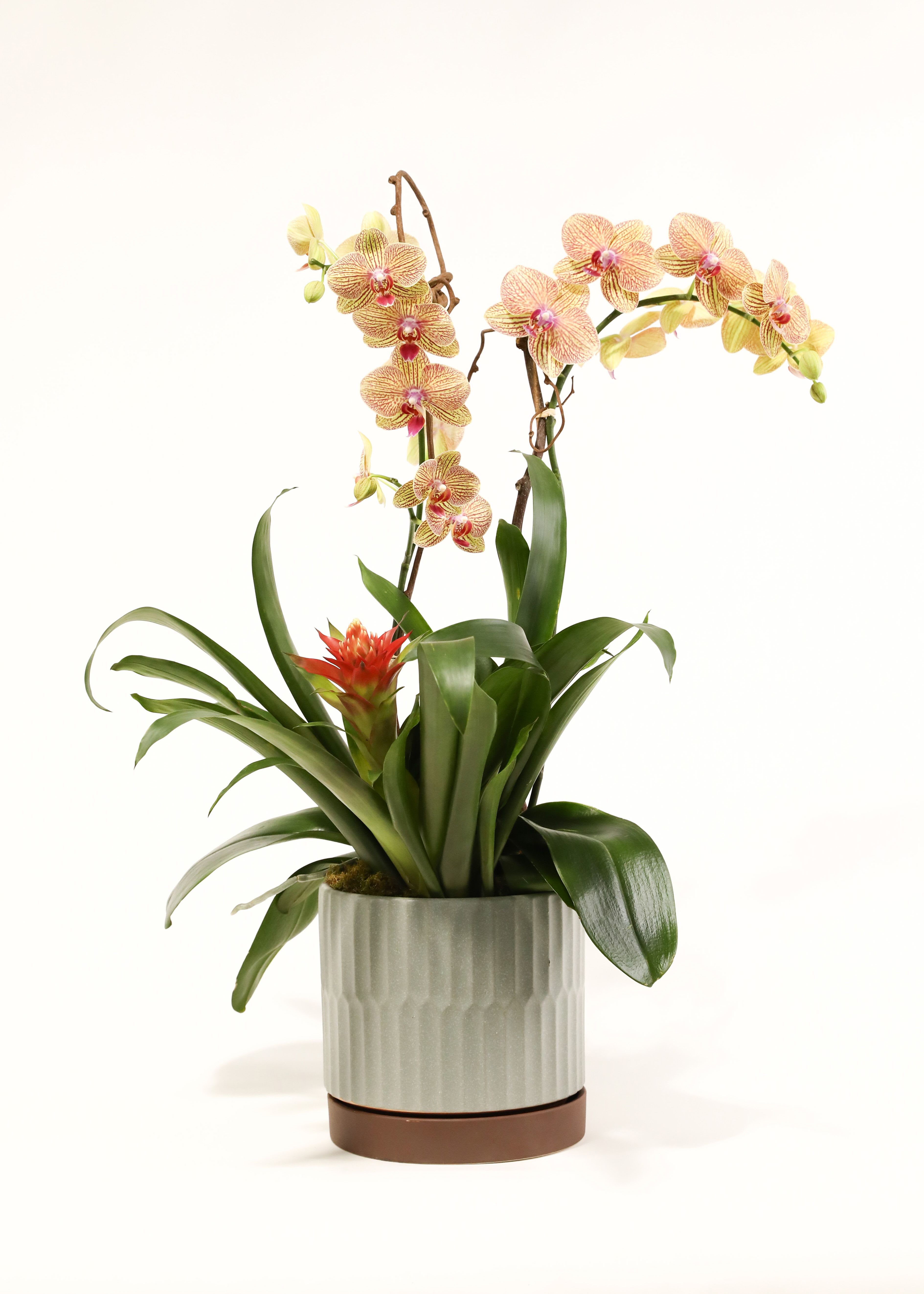 Potted orchid arrangement with peach blooms and a red bromeliad