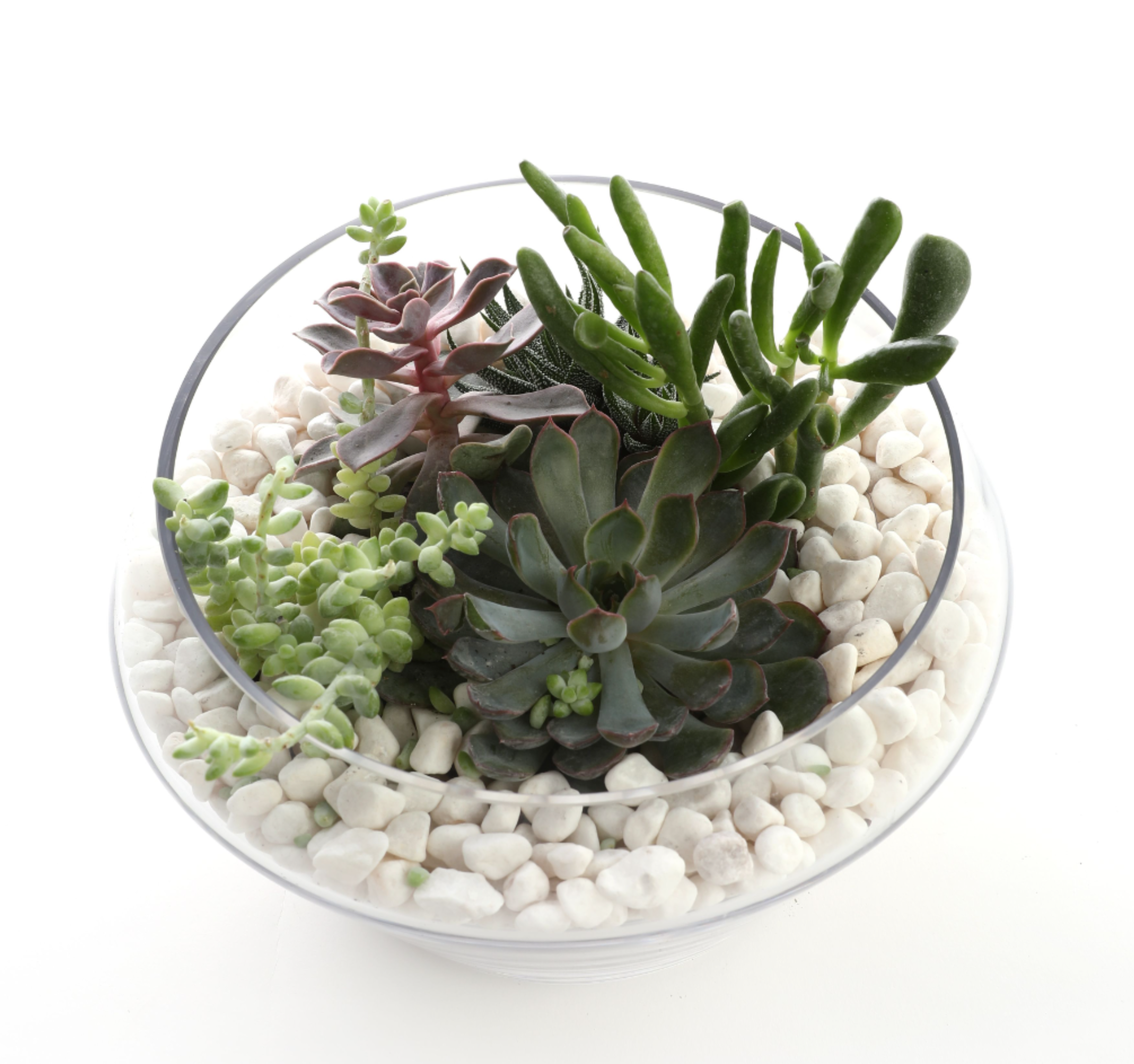 Glass bowl planter with assorted succulents nestled in white pebbles