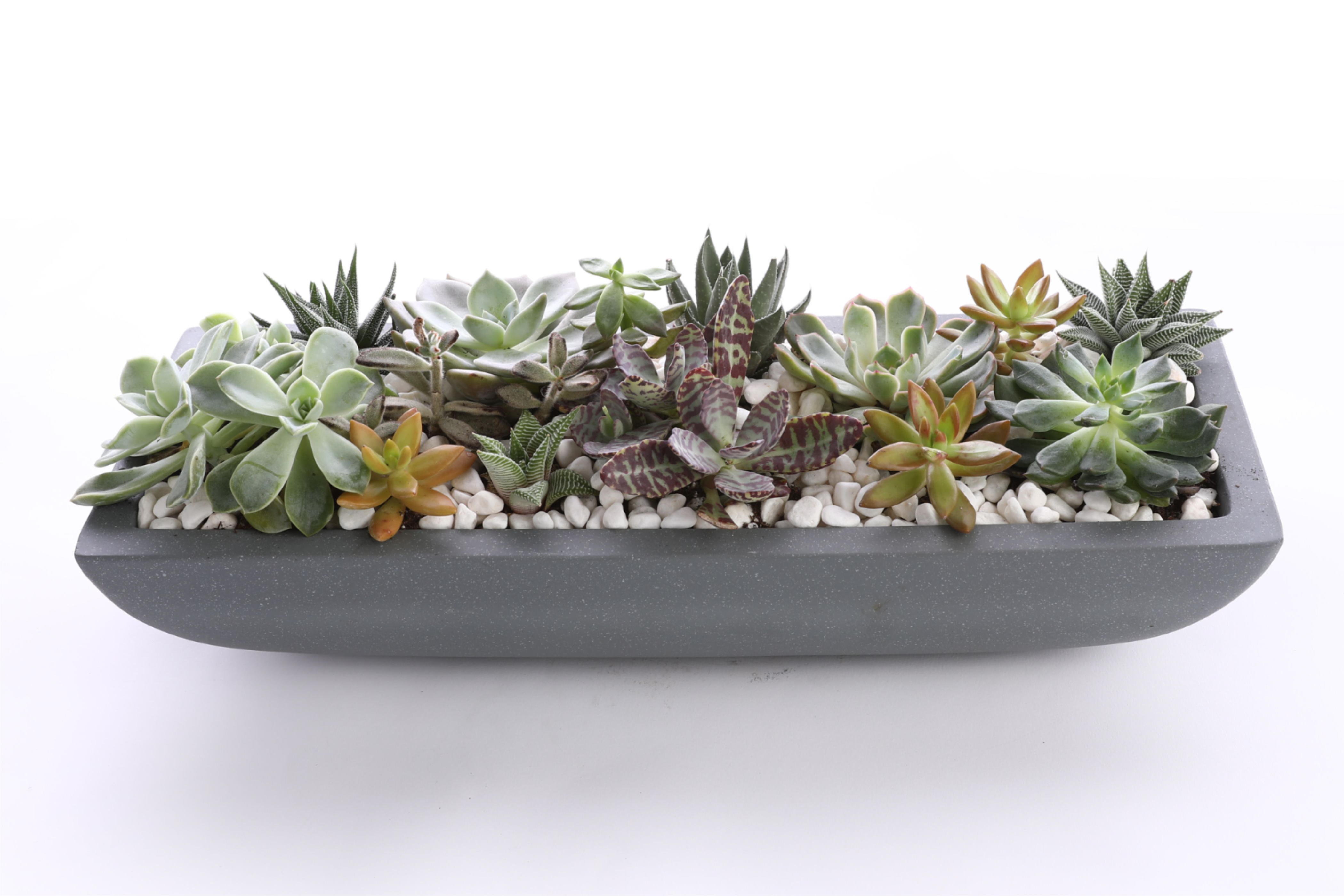 Elongated Gray Succulent  - We put an assortment of succulents into a modern elongated container. We added white rocks to make the succulents stand out. 