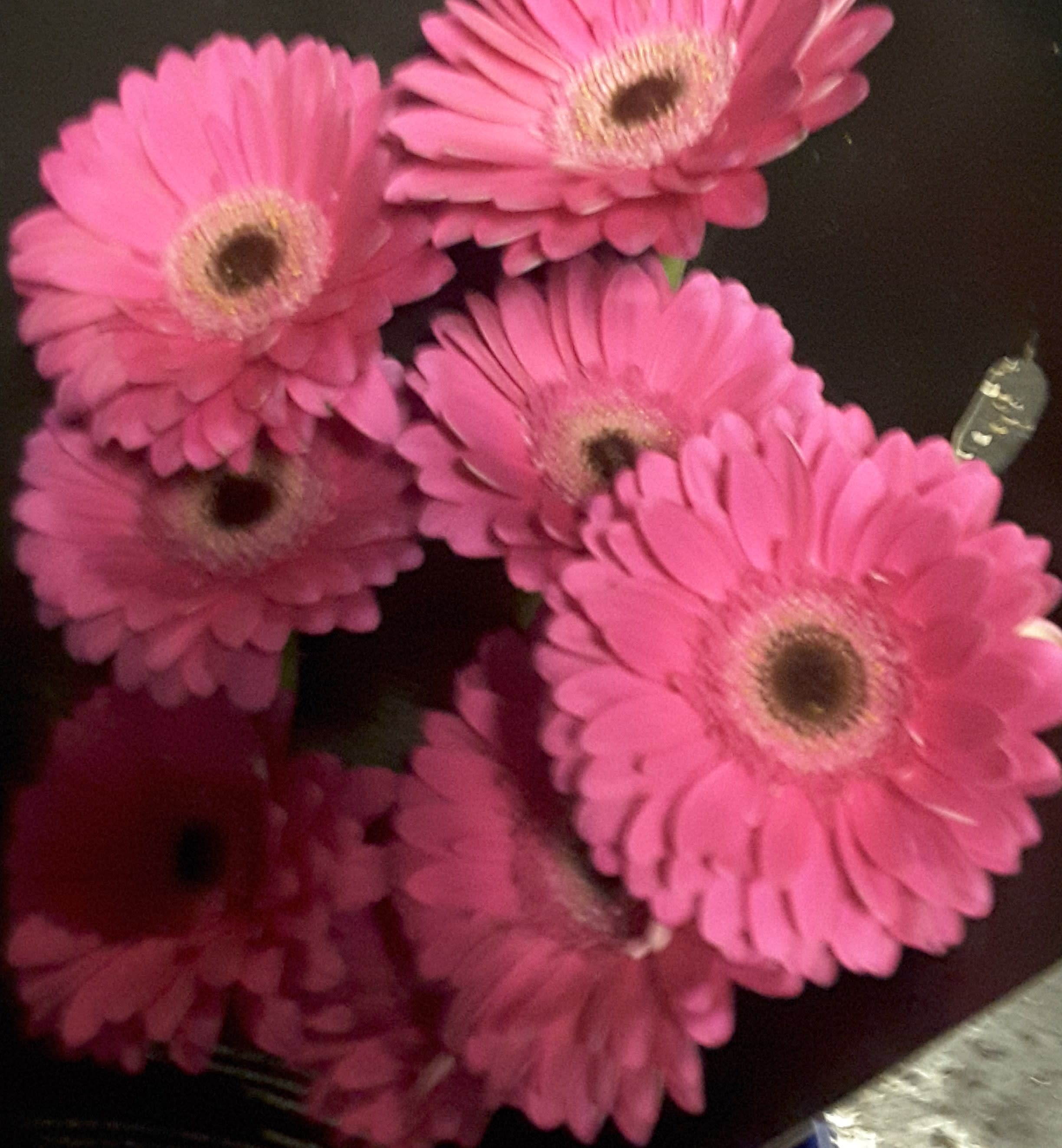 Bouquet of bright pink gerbera daisies