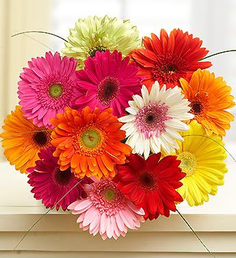 Bright gerbera daisy bouquet in pink, red, orange, yellow, white, and green