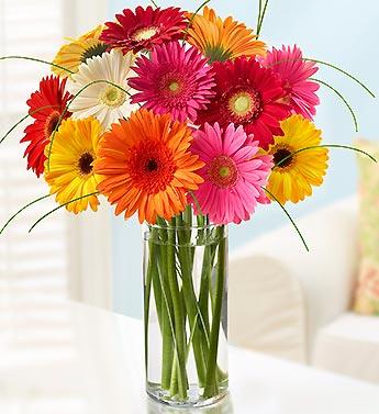 Colorful gerbera daisies in a clear glass vase