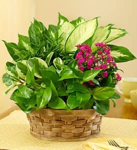 Basket of green foliage with small pink flowers