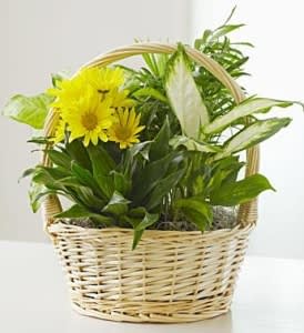 Yellow flowers arranged in a wicker basket with green foliage