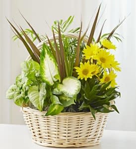 Yellow daisies and green foliage in a wicker basket