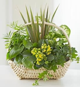 Green plant basket with yellow flowers in a woven handle basket