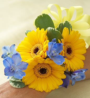 Yellow gerbera daisies with blue flowers and a ribbon wristlet corsage