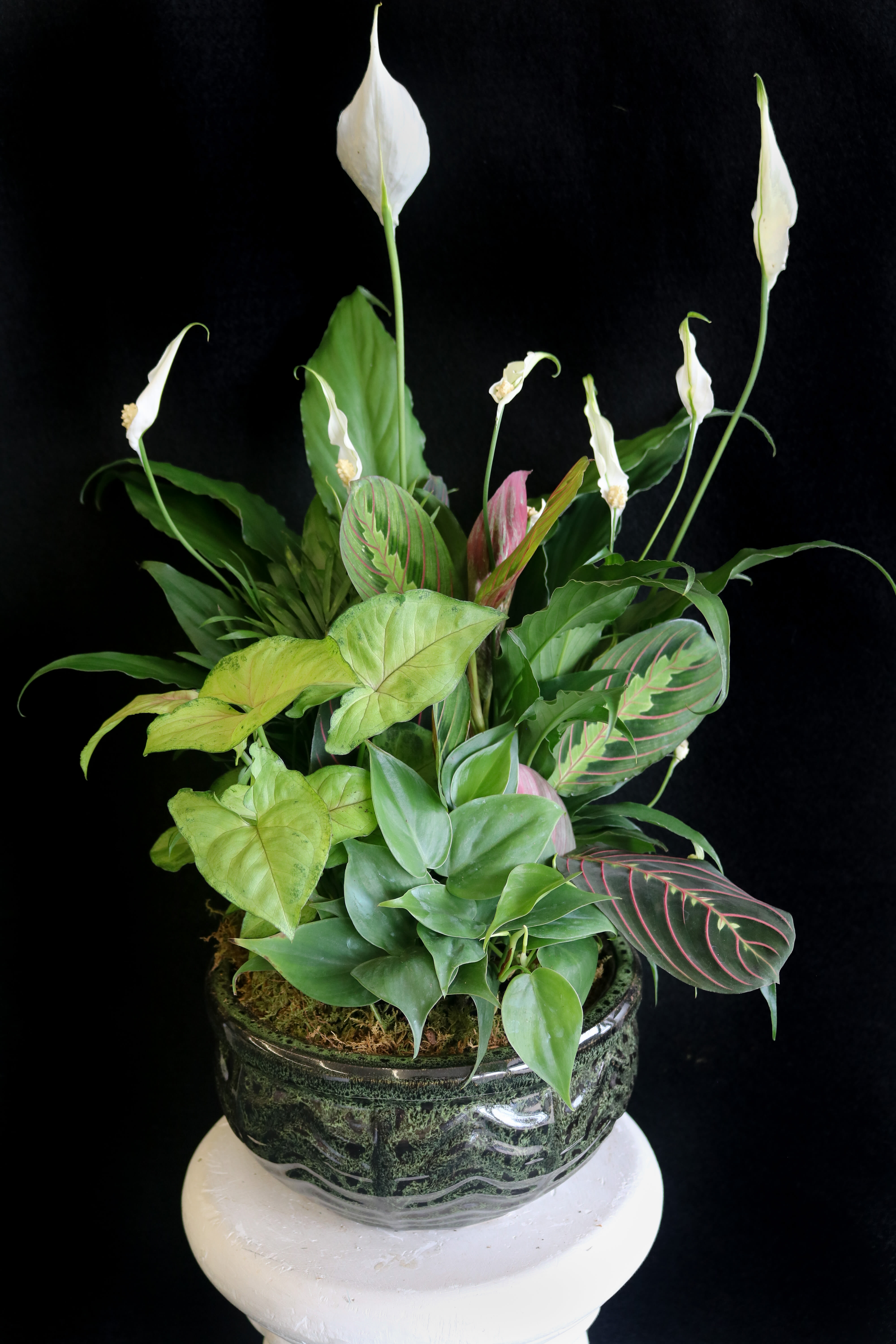 Potted arrangement of white peace lilies and assorted green foliage in a ceramic container