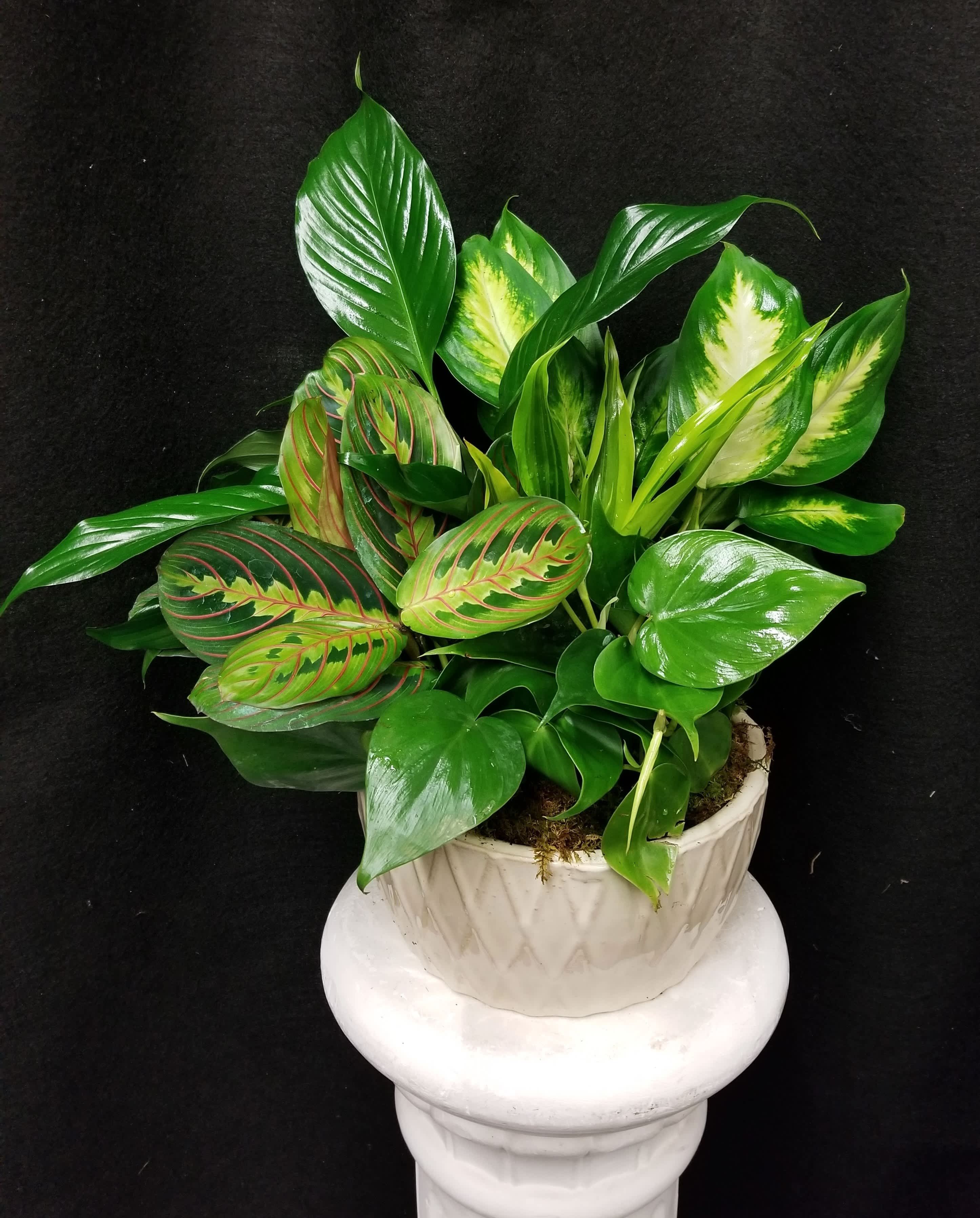Potted green foliage plant with variegated leaves in a white ceramic pot