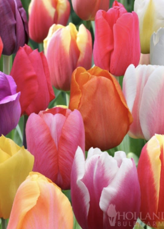 Close-up of colorful tulips in pink, purple, orange, yellow, and white