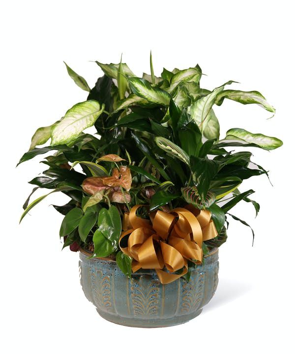 Potted leafy houseplant with a gold ribbon bow