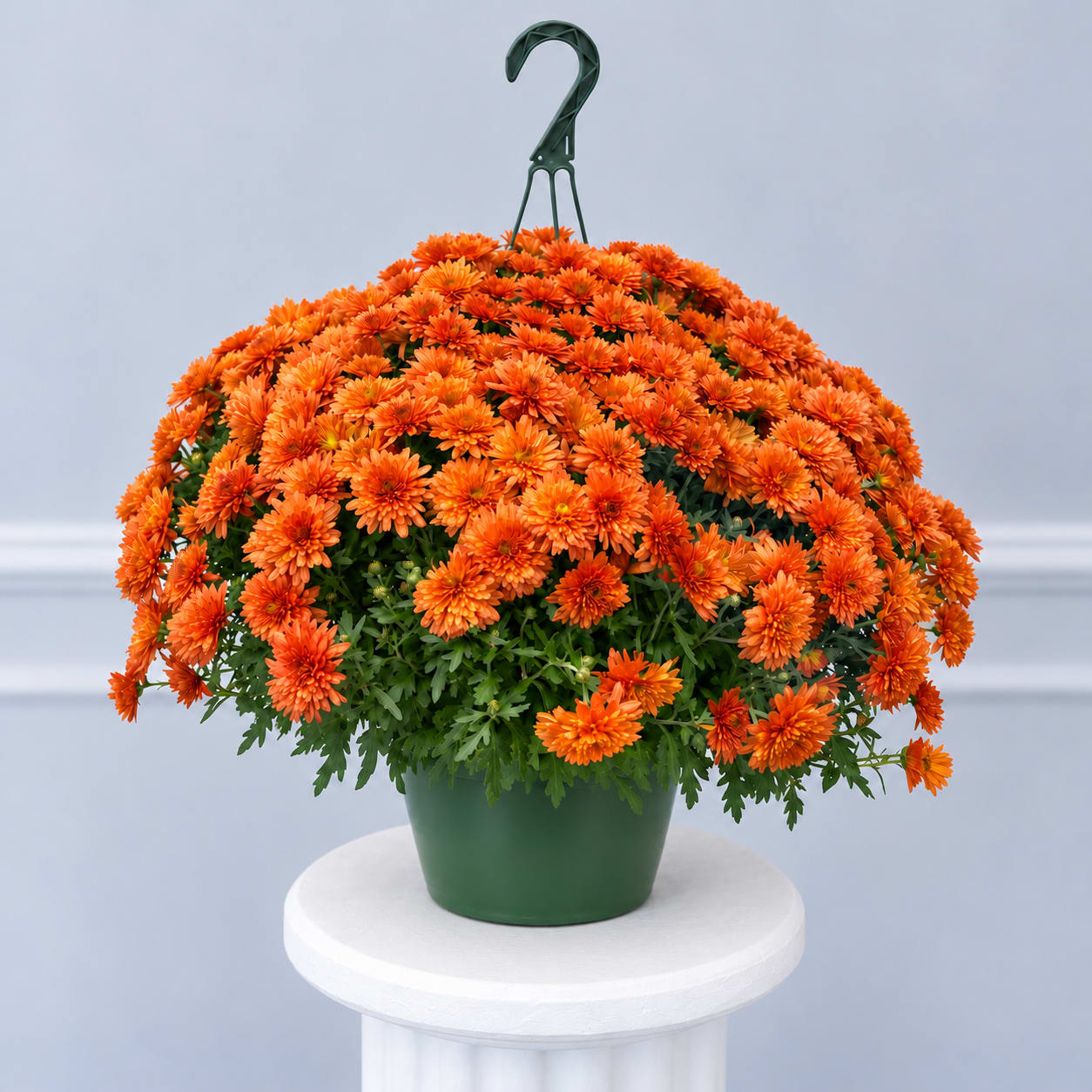 Orange chrysanthemum plant in a green hanging pot