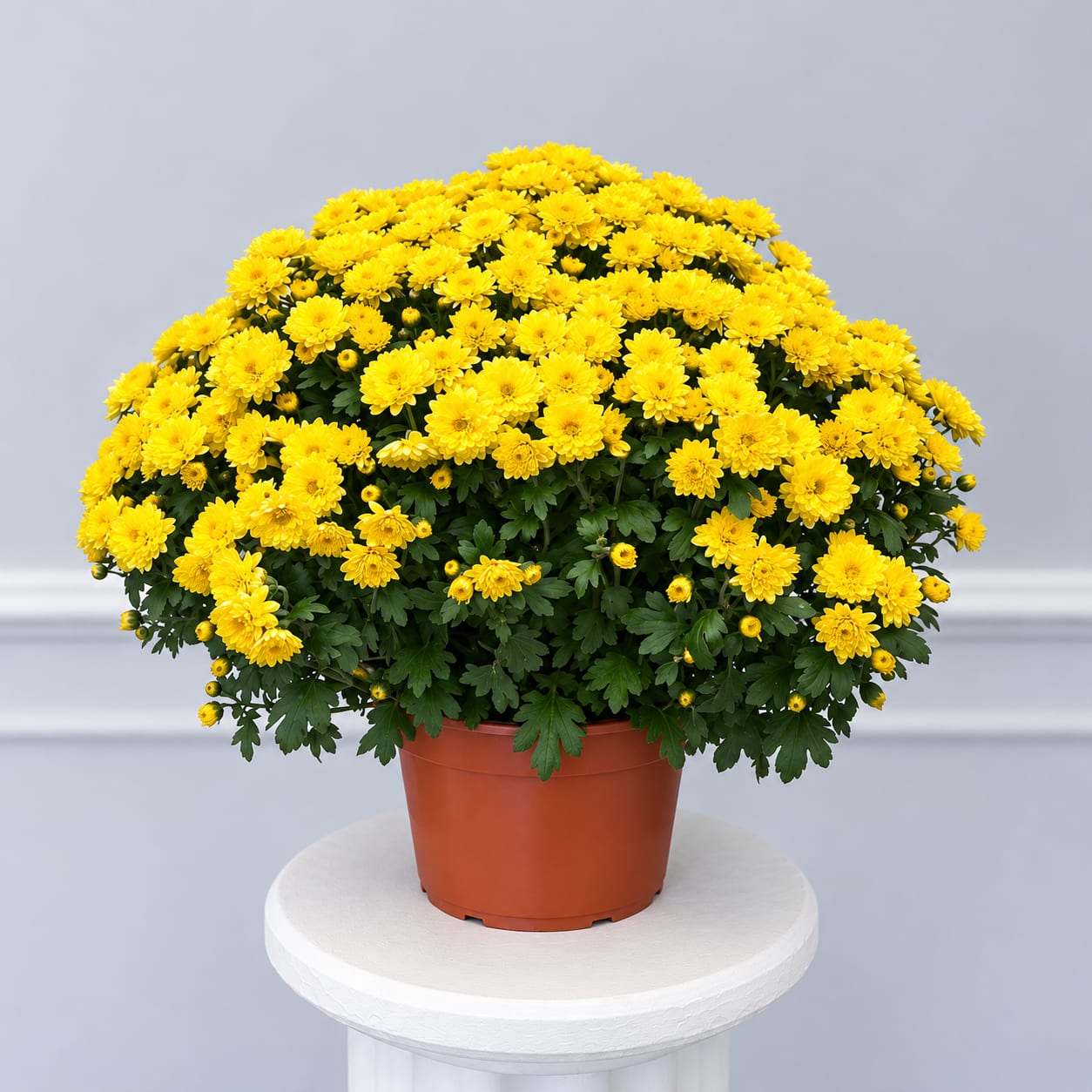 Yellow chrysanthemum plant in a terracotta pot