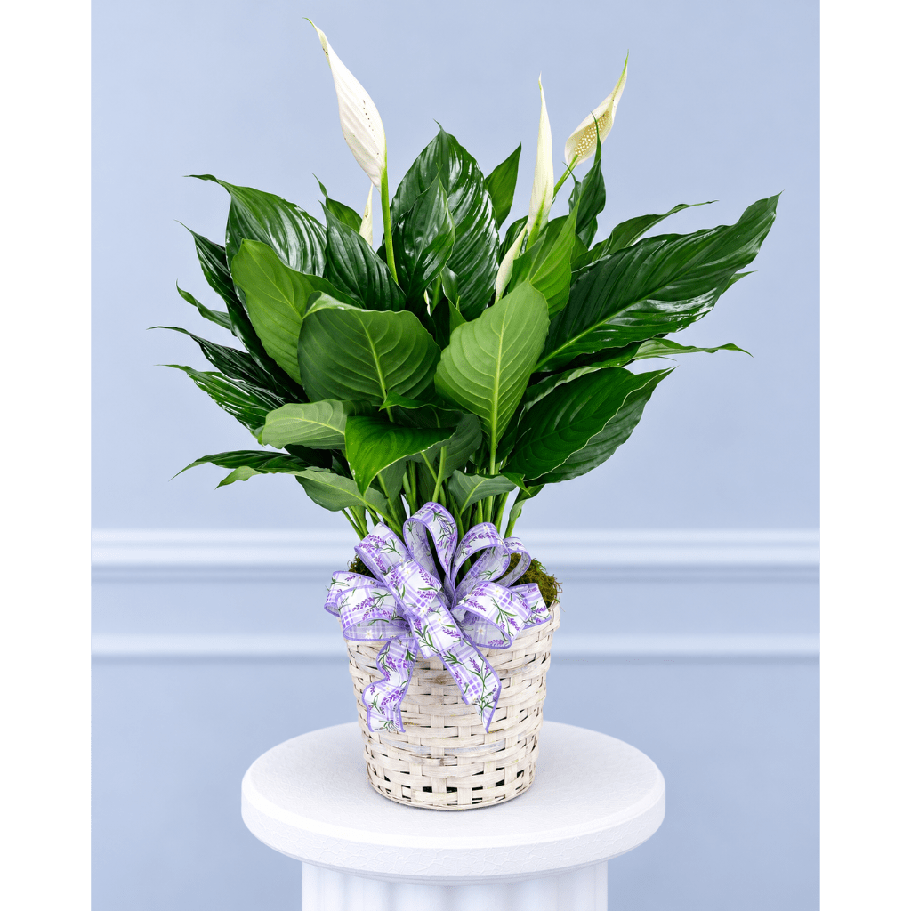 White peace lilies in a woven basket with a purple ribbon bow