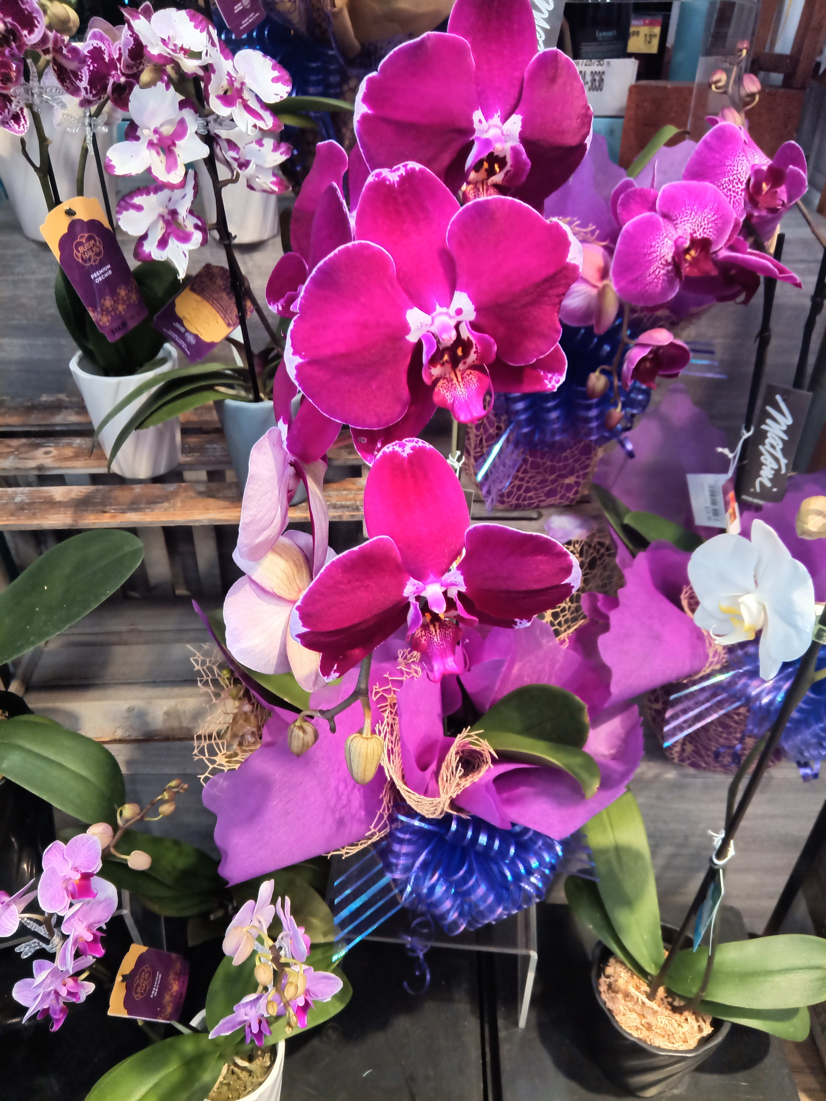 Potted orchids with bright pink and white blooms on display