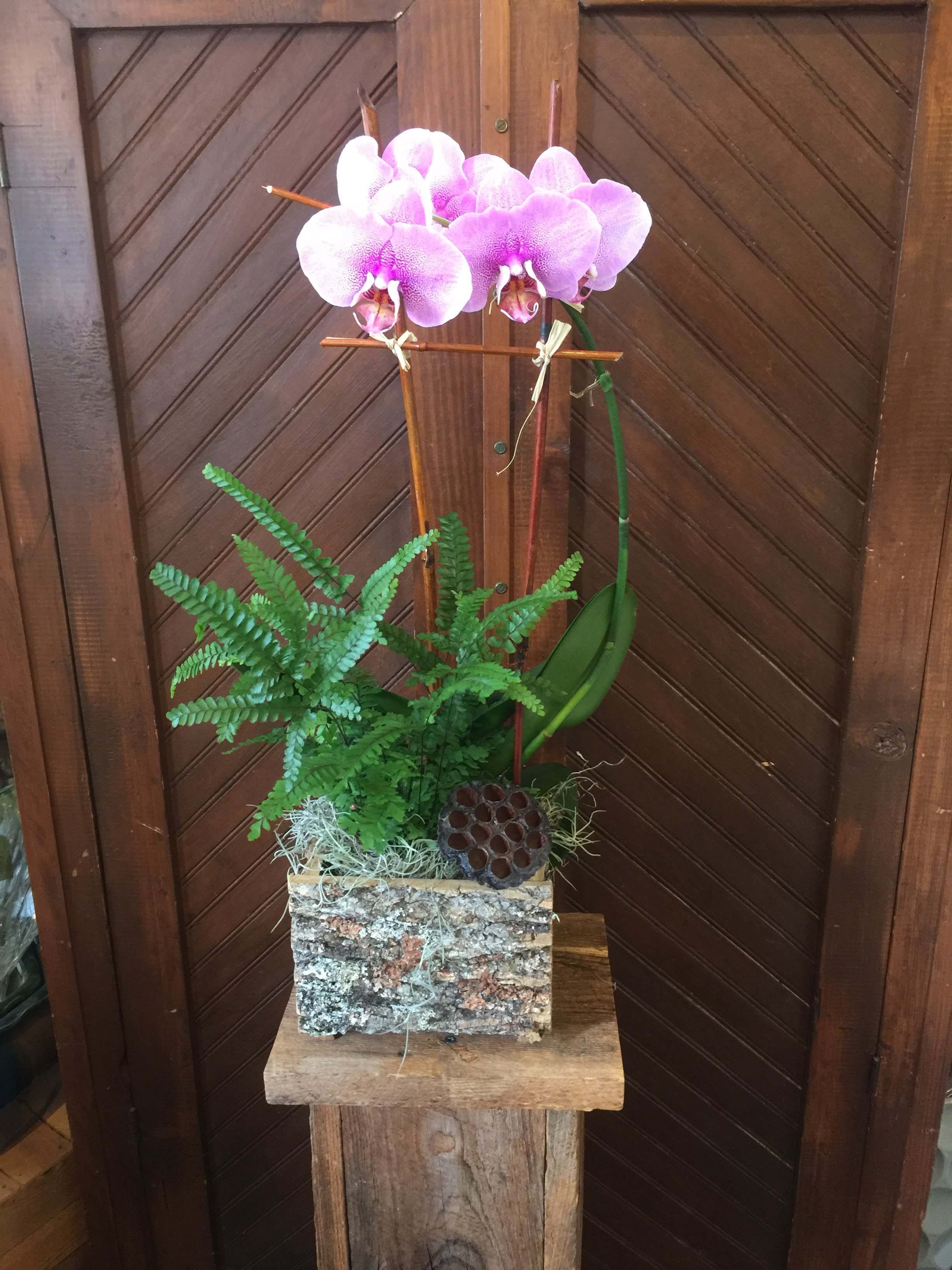 Pink orchid arrangement in a bark-covered container with fern foliage