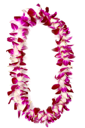 Pink and white orchid lei on a white background