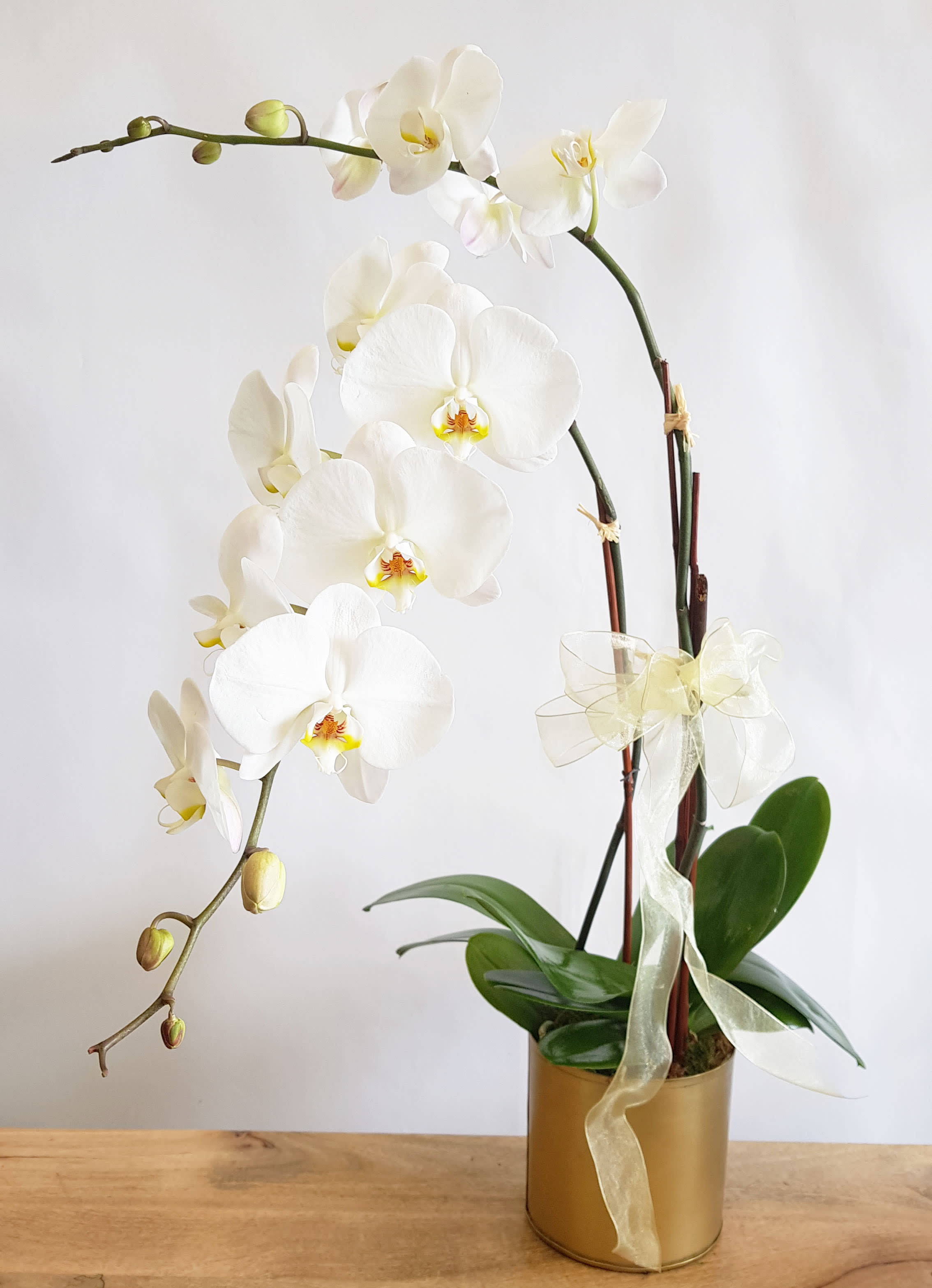 White orchid plant in a gold pot with a sheer ribbon bow