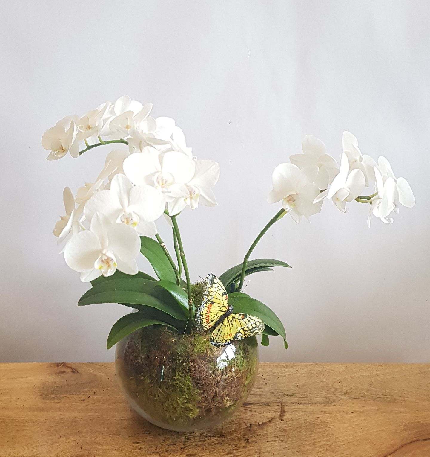 White orchid plant in a glass bowl with a butterfly decoration