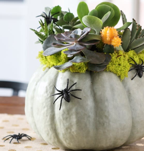 Spooky Succulent Pumpkin - Enjoy a white pumpkin with succulents, moss and spooky spiders! Halloween delight!