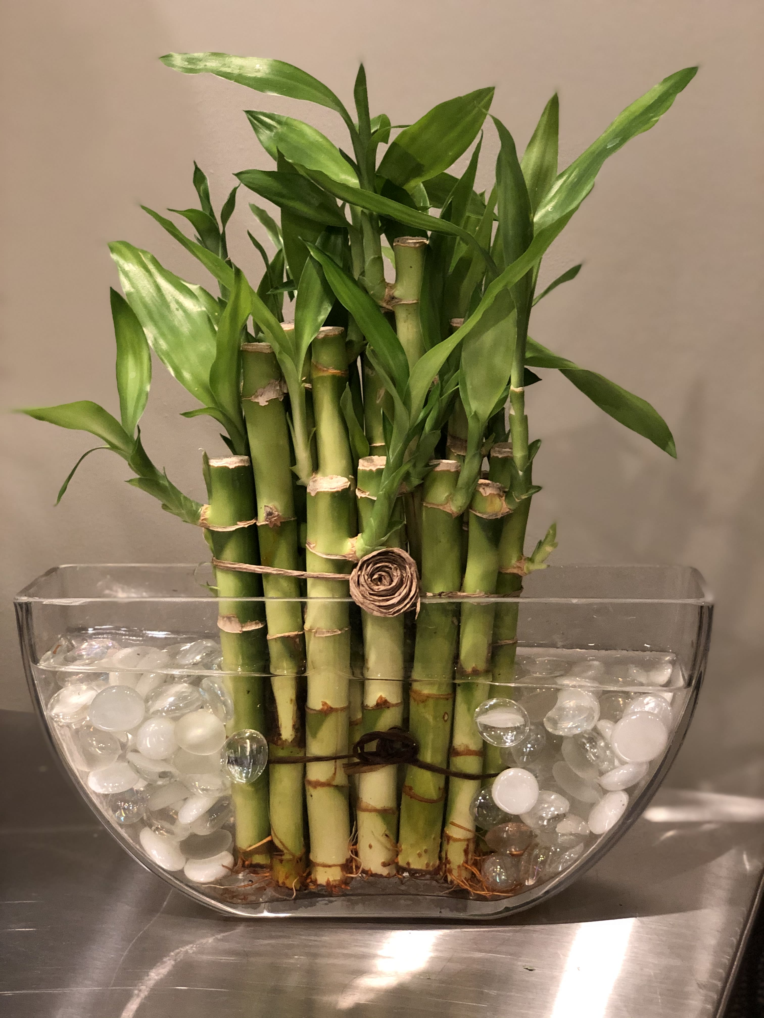 Potted lucky bamboo in a clear glass bowl with white stones