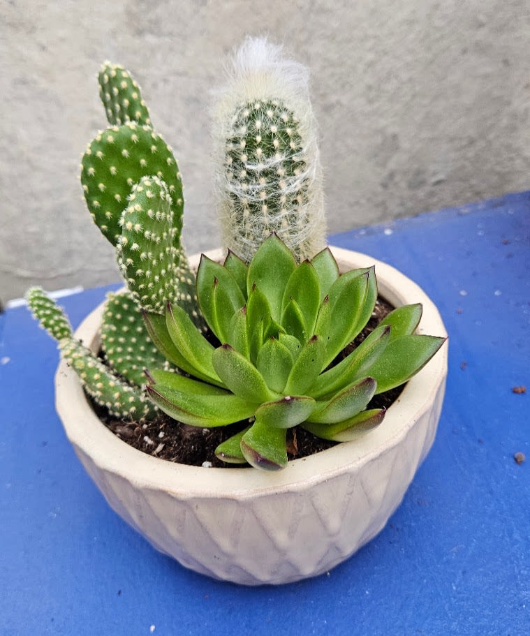 Desert Oasis Planter - Bring effortless style and lasting greenery into your home or office with our Desert Oasis Planter. This modern succulent and cactus garden features a beautiful combination of hardy succulents and unique cacti professionally arranged in a contemporary ceramic planter.  Perfect for birthdays, housewarmings, thank you gifts, corporate gifting, or adding a touch of nature to your own space, this low-maintenance planter offers beauty that lasts for months with minimal care. Every planter is hand-designed by the experts at Purple Orchid Flowers using premium plants selected for health, texture, and visual appeal.  Because every succulent and cactus is unique, your planter may vary slightly from the photo, making each design a one-of-a-kind living gift.