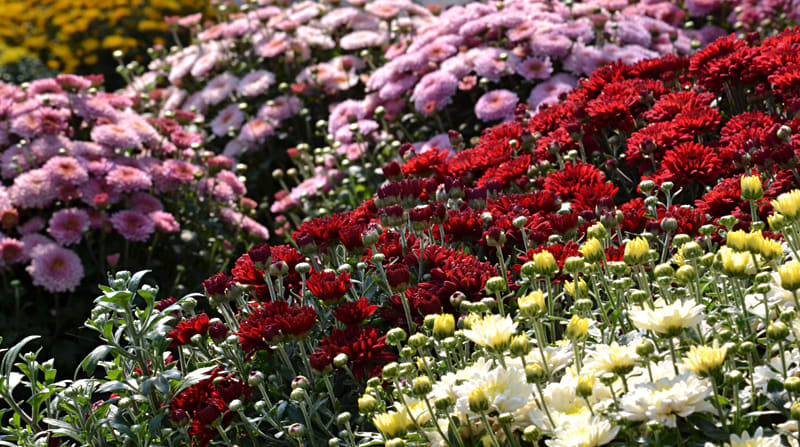 Mums - Different color mums