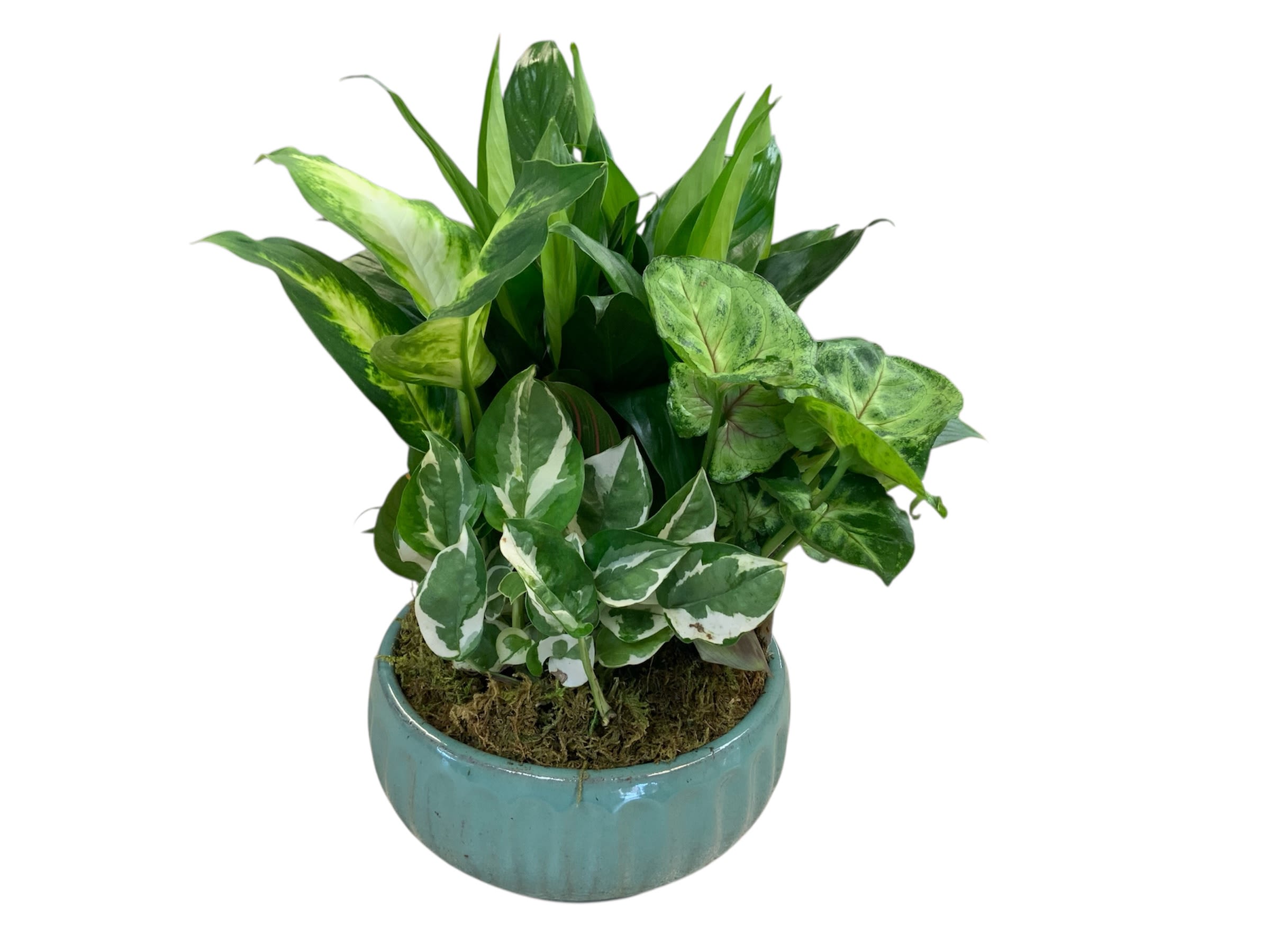 Potted green foliage arrangement in a blue ceramic planter