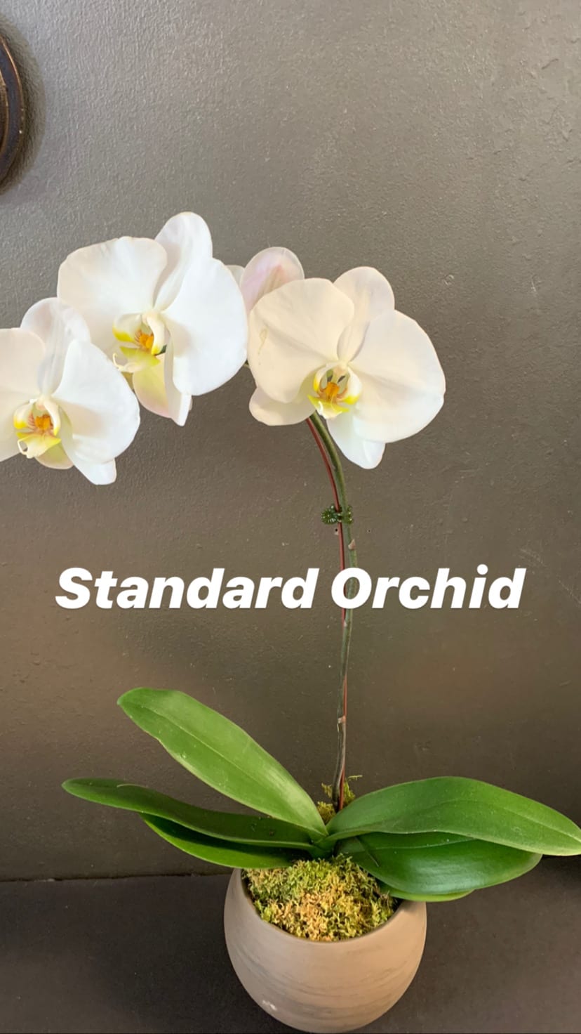 White orchid plant in a beige pot with moss