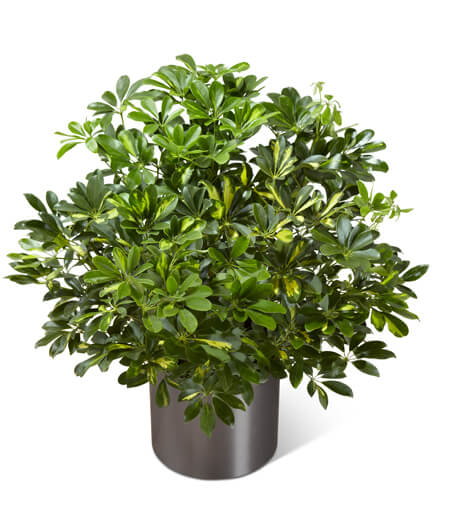 Potted green houseplant in a dark cylindrical container