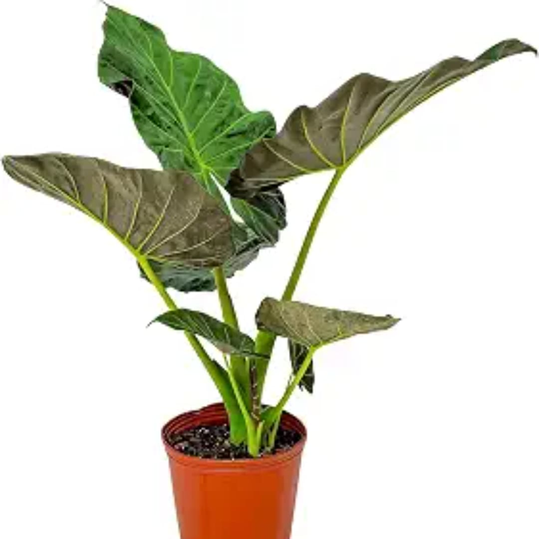 Potted tropical plant with large green and dark leaves in a plastic nursery pot