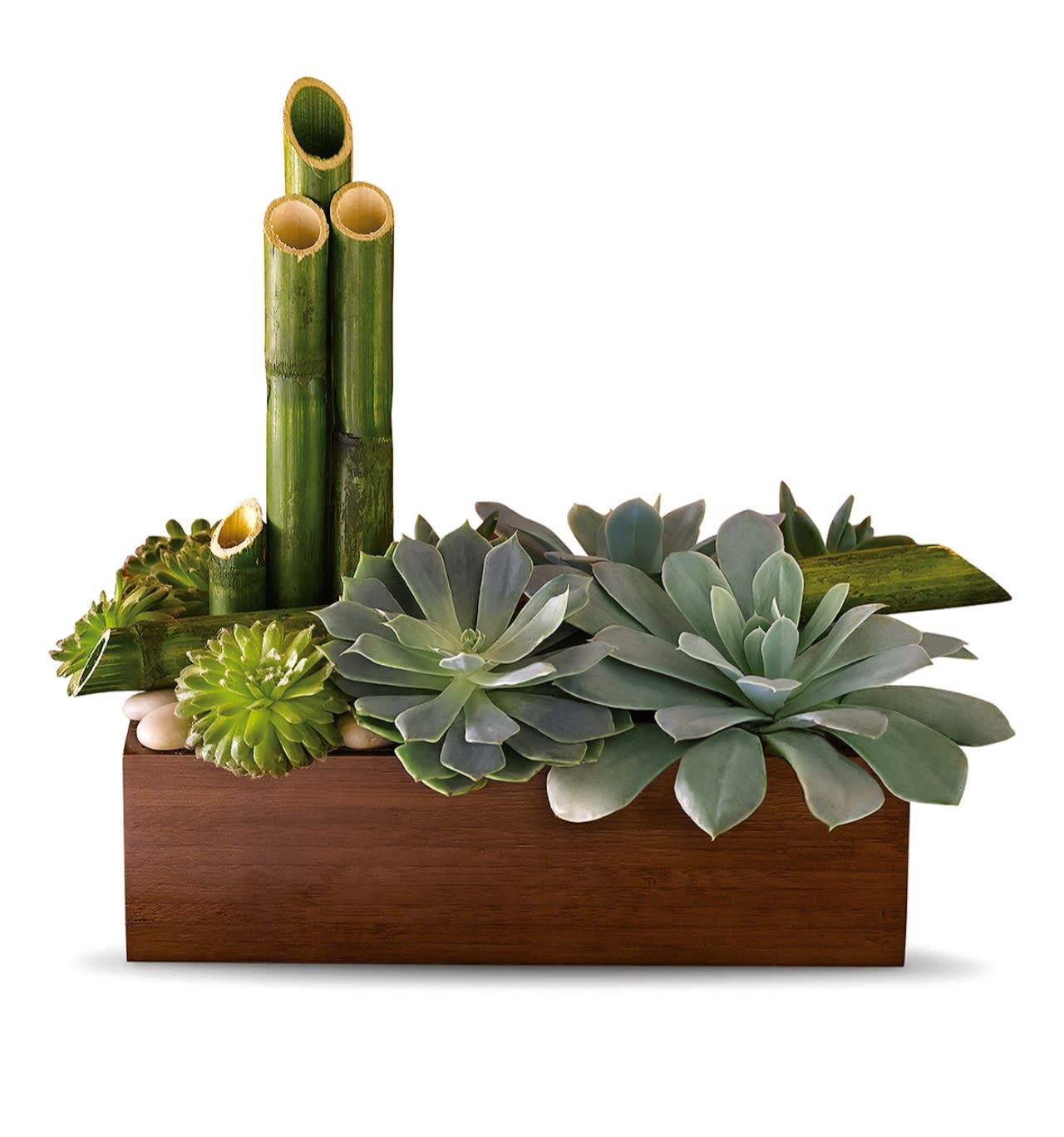 Succulent Garden - Whether a office or home space this long lasting arrangement will bring freshness to any space