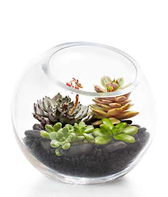 Glass bowl terrarium with assorted succulents and dark stones