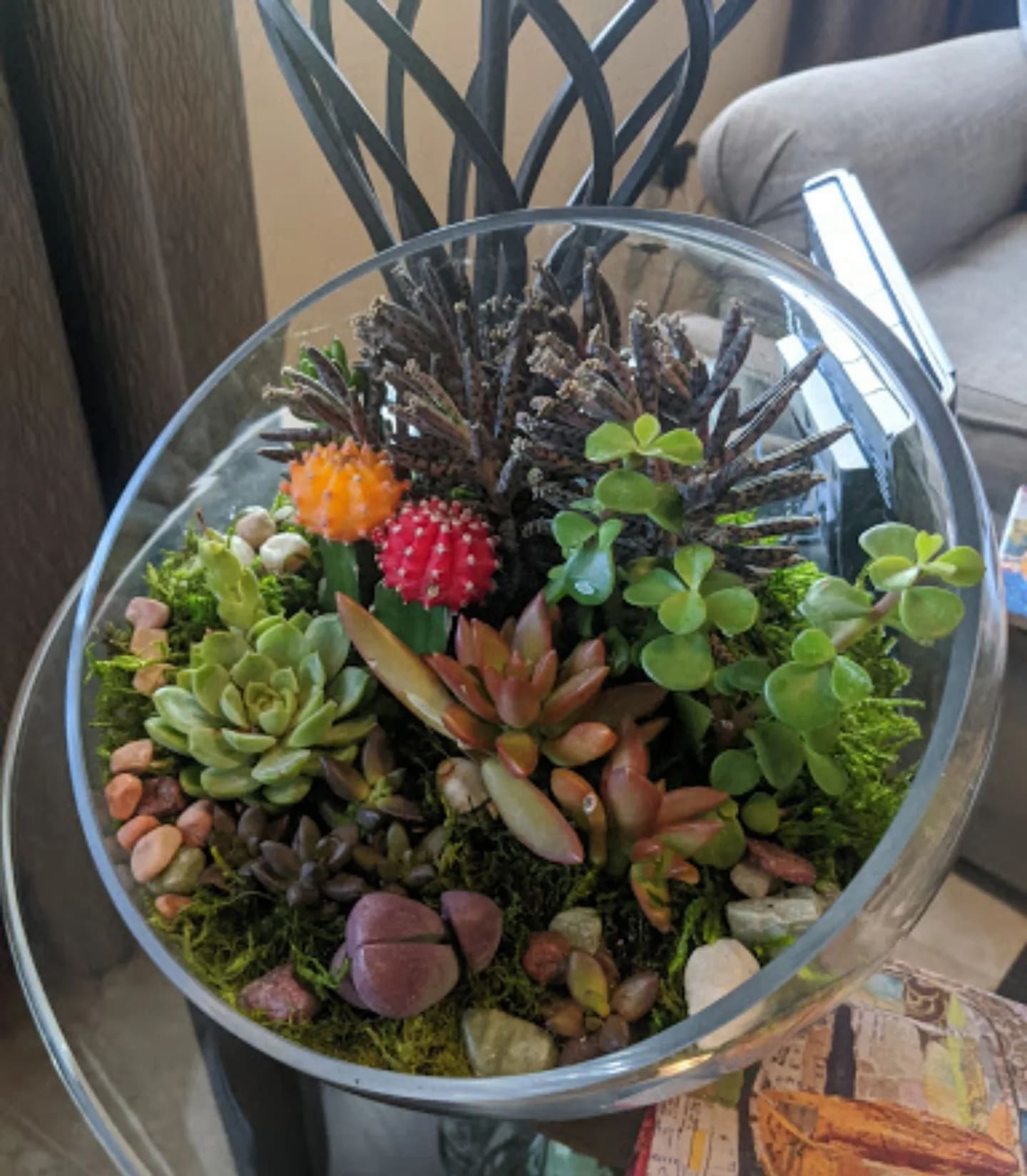 Glass bowl terrarium with assorted succulents and small cactus plants