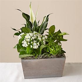 White flowers and green plants arranged in a rectangular planter