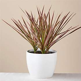 Potted plant with long red and green spiky leaves in a white planter