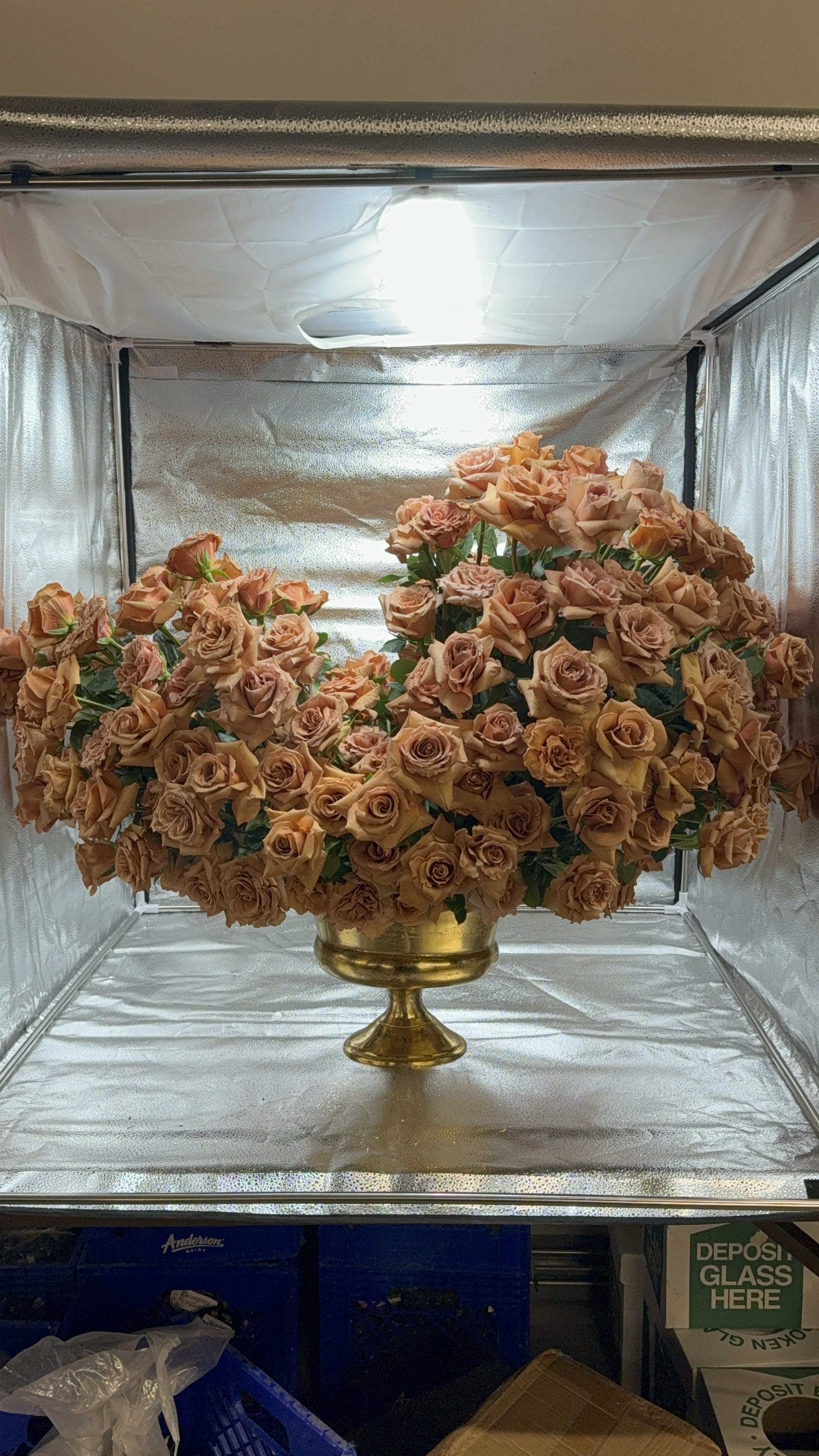 Large peach rose arrangement in a gold pedestal vase