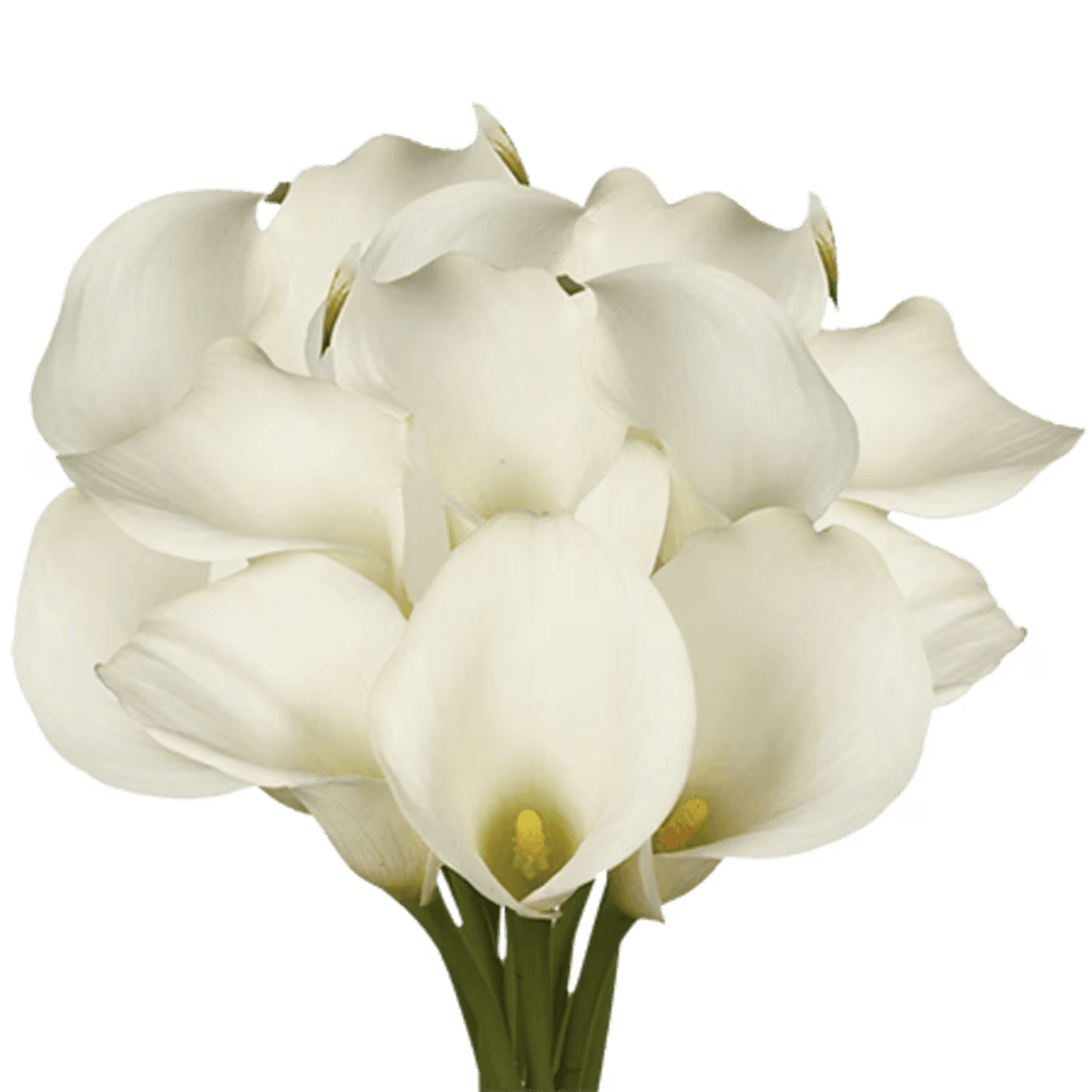 WHITE MINI CALLAS - 10 STEMS PER BUNCH  FOR BULK ORDER PLEASE CALL US A CALL FIRST FOR AVAILABILITY WE HIGHLY RECOMMEND TO PLACE BULK ORDERS WITH 1 DAY IN ADVANCE