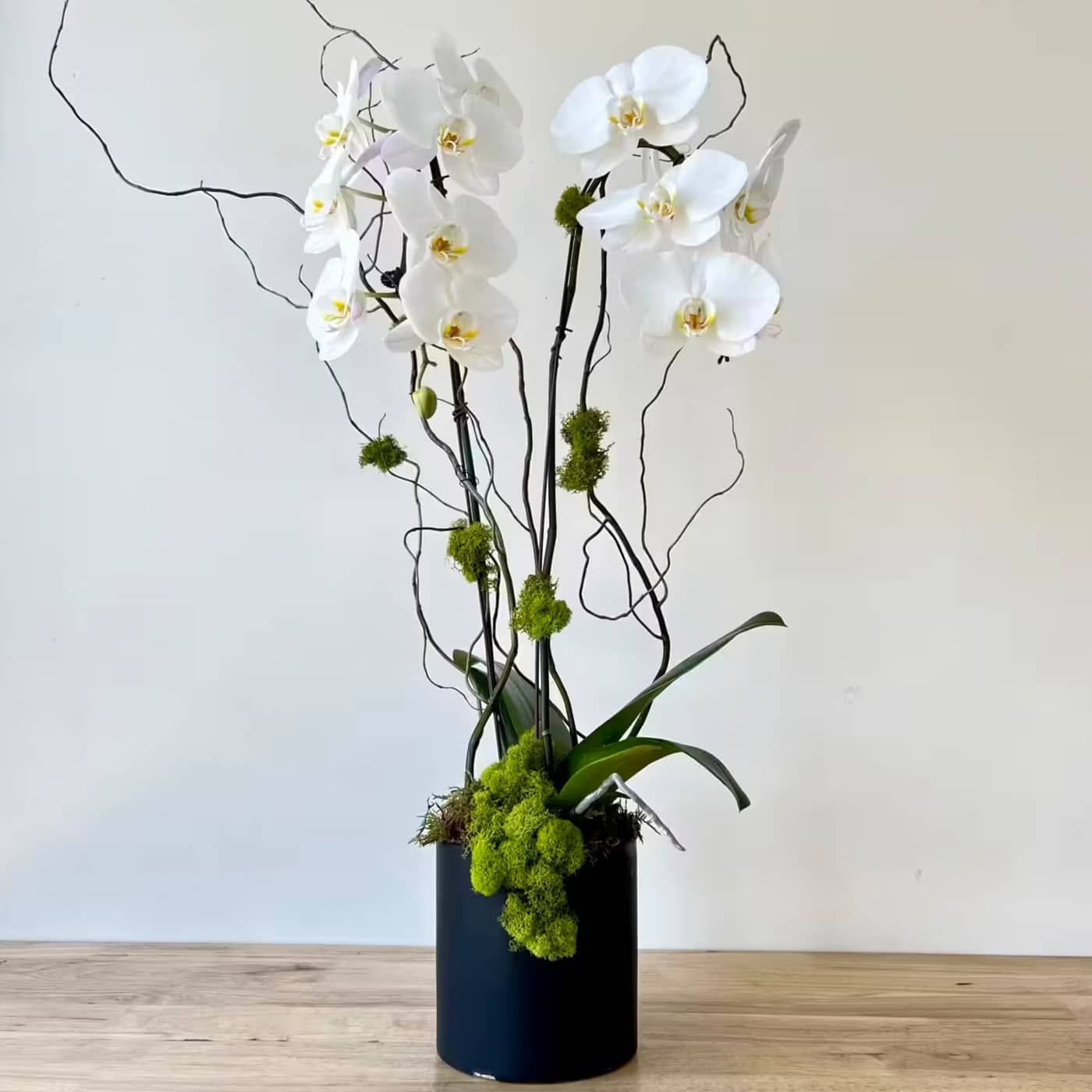 DOUBLE ORCHID PLANTER - Beautiful double potted orchid, decorated with moss and curly willow.