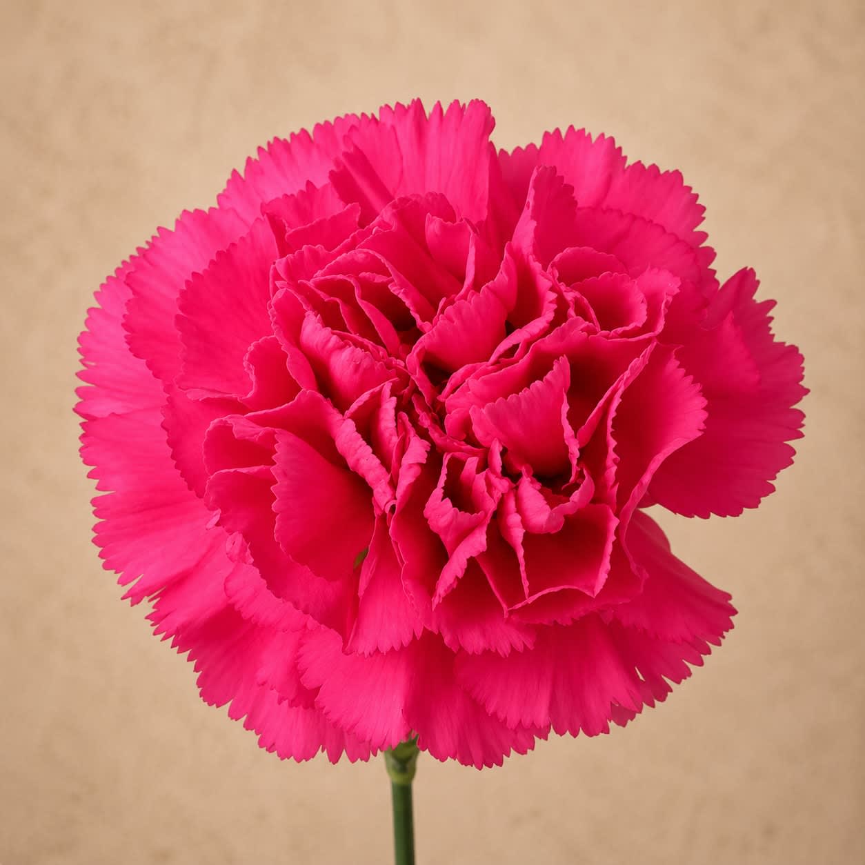 Hot Pink Carnation Bunch (24 Stems) - Hot Pink Carnation Bunch (24 Stems)