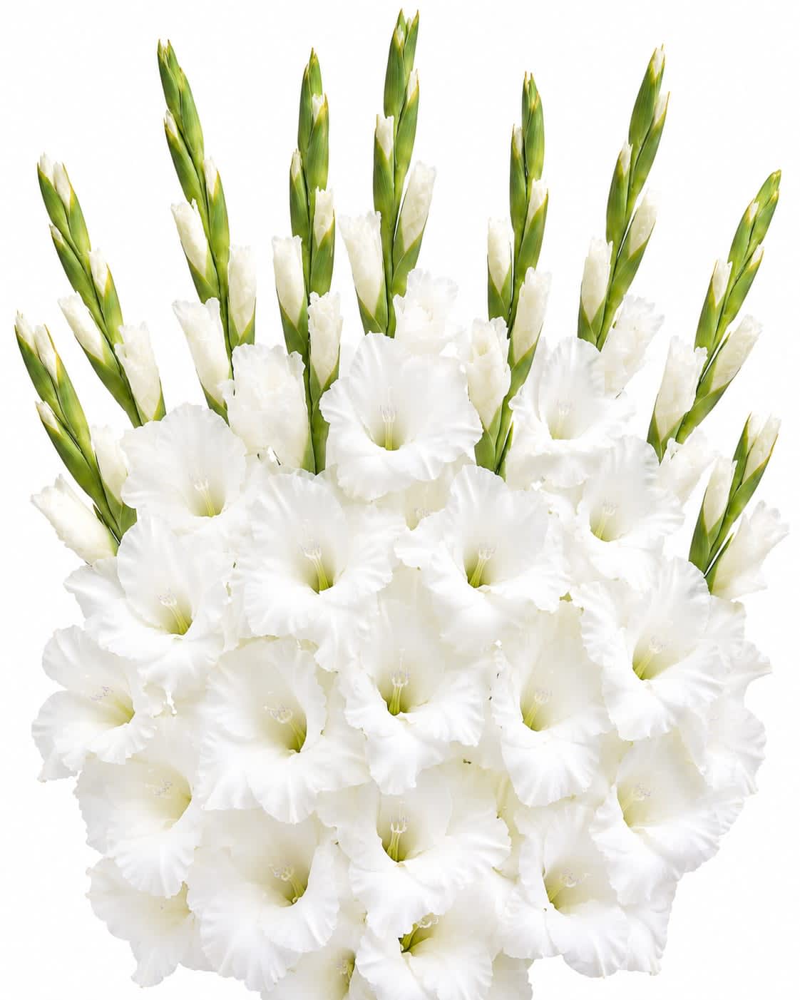 White Gladiolus Bunch (10 stems) - 10 stems per bunch